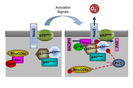 NADPH oxidase activation.